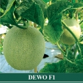 Melon Hibrida DEWO
