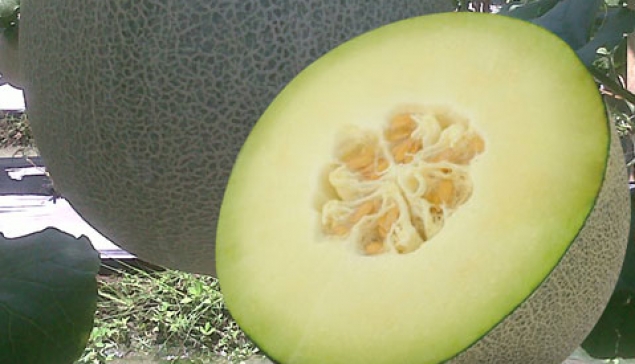 Melon Hibrida ERNA
