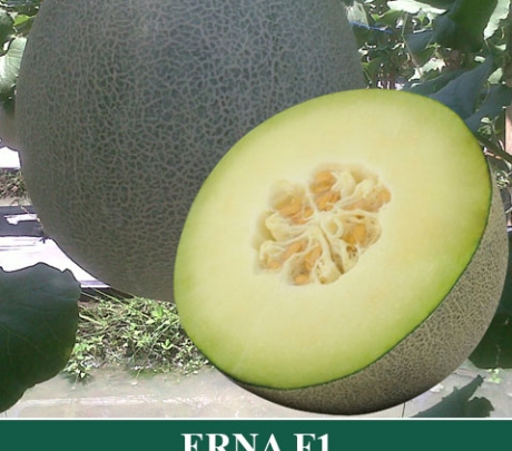 Melon Hibrida ERNA
