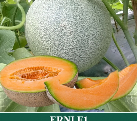 Melon Hibrida ERNI