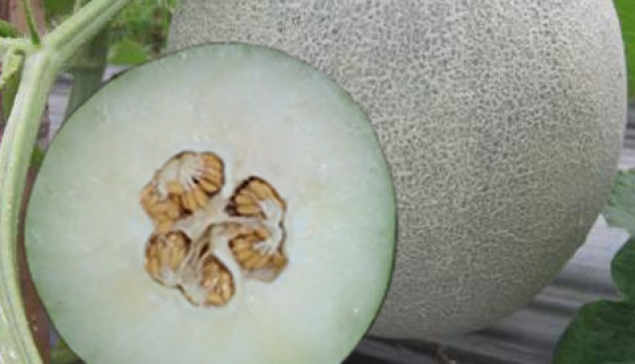 Melon Hibrida HENI