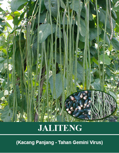 jaliteng.jpg