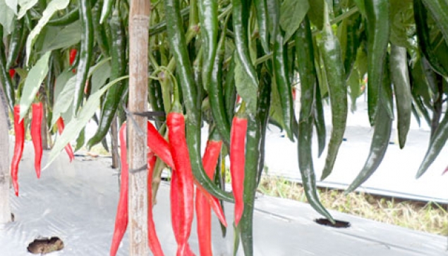 Cabe Besar SARI