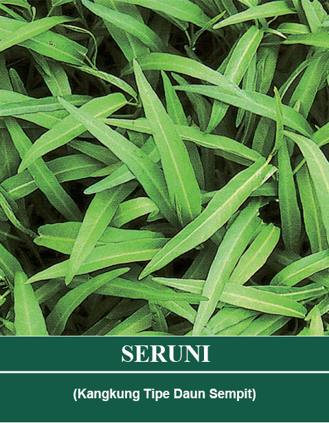 seruni1.jpg