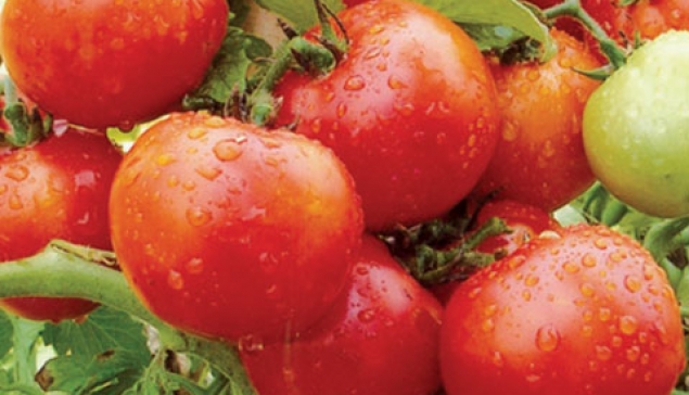 Tomat Sayur LATANZA
