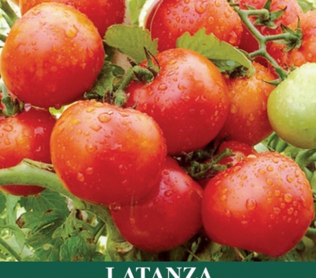 Tomat Sayur LATANZA