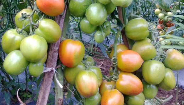 Tomat SELVI
