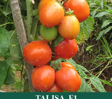 Tomat Hibrida TALISA