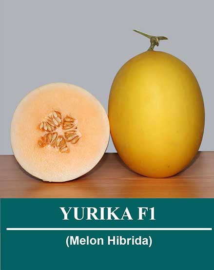 yurika-f1.jpg