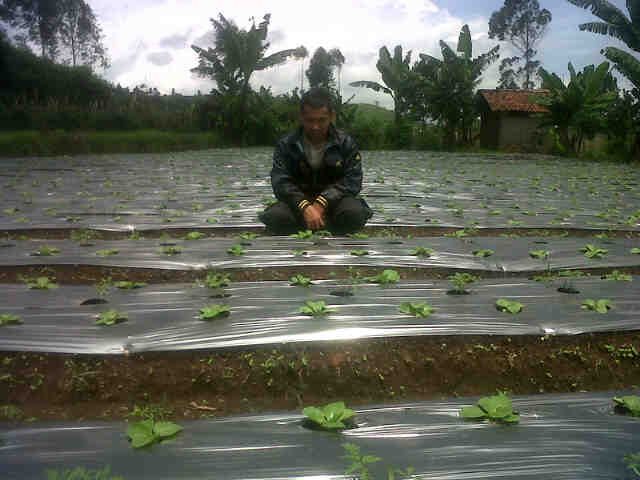 1 Lahan Yasmin Terjadi Tidak Ada Tunas..
