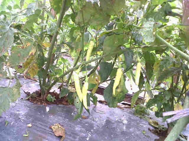 20 Rb Madun Usia 3 Bln,tumpang Sari Dg Yasmin