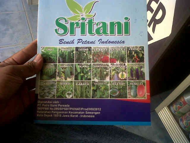 Bronx Area, Sritani Mulai Masuk Juga.