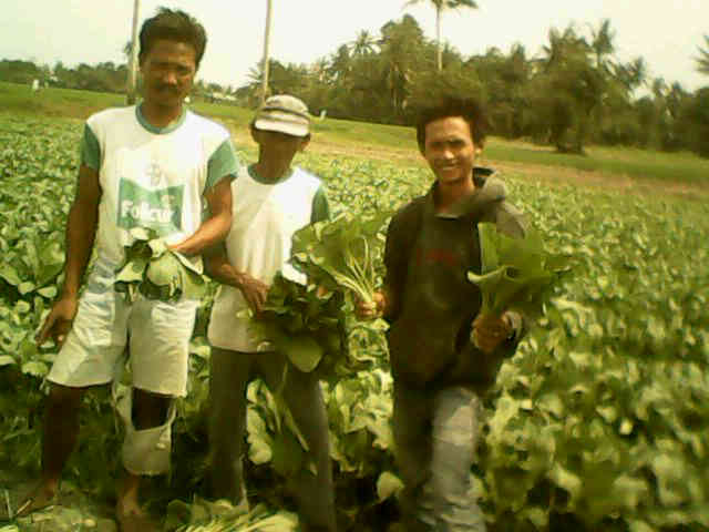 Calon ASP Eka Prasetio Berfose Sejenak Di Lahan Demplot Sri Tanjung. Semangat Eka, Kamu Bisa (y)