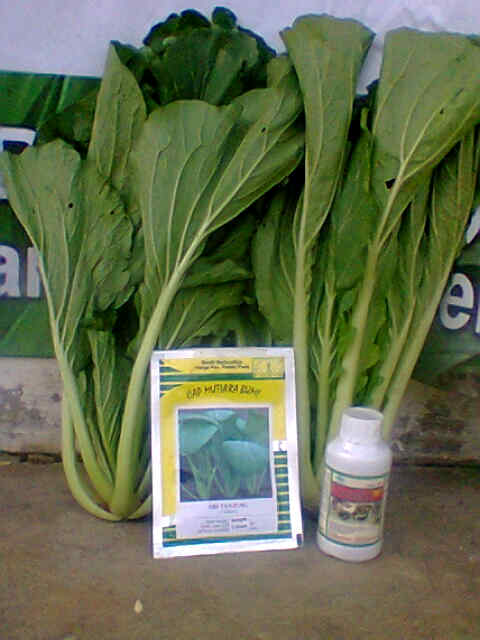Hasil Tumpang Sari Dengan Tomat,Sri Tanjung Mencuri Hati Petani Maja Majalengka.