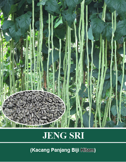 JENG SRI