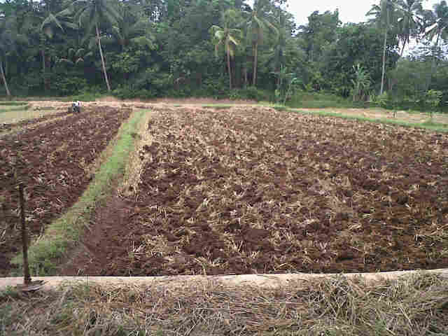 Persiapan Lahan Buat Sri Tnjung.pak Harun,jiput