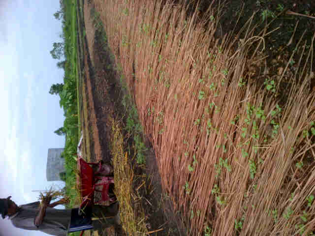 Sritanjung. ...petani Lokodrat,bina Putra Pak Poniran..Petani Mb