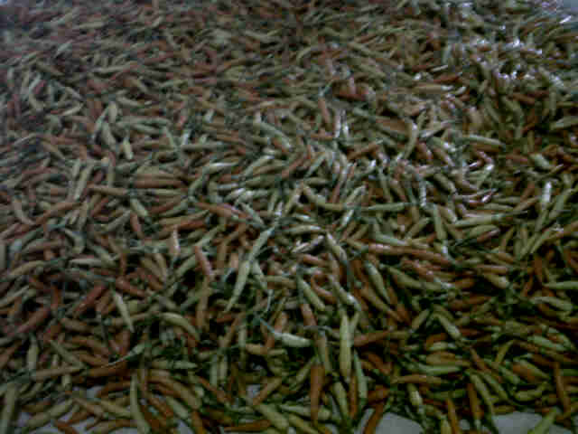 Panen Seta,, Hrg 25000 Asololeee