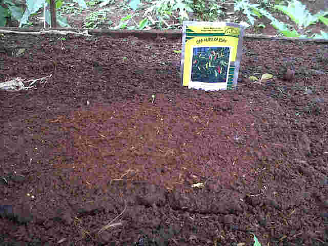 Semaian  Sample Seta Super Satu Lokasi Di Pak Rezi.