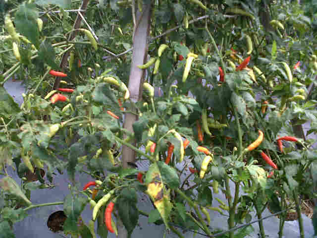 Seta Super 7500 Phn Goapara